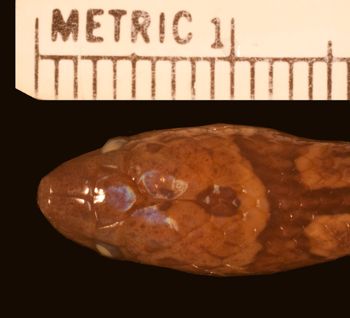Media type: image;   Herpetology R-29294